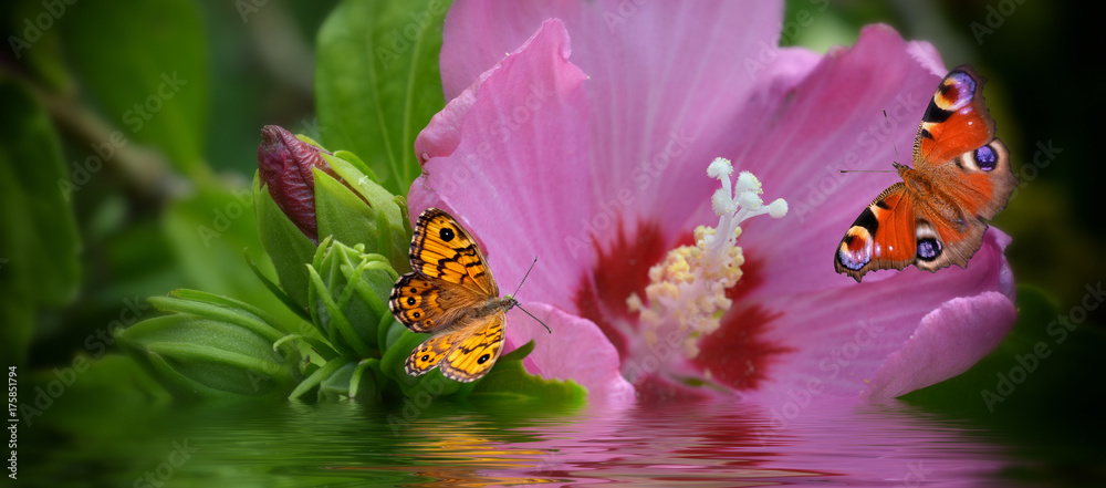 Fototapeta Motyle z kwiatem na wodzie