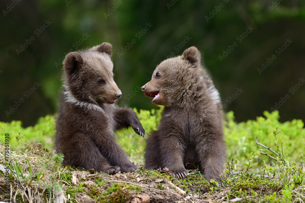 Obraz premium Niedźwiedź brunatny