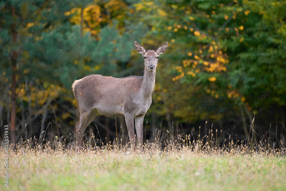 Female Red deer in the natural environment Female Red deer in the natural environment