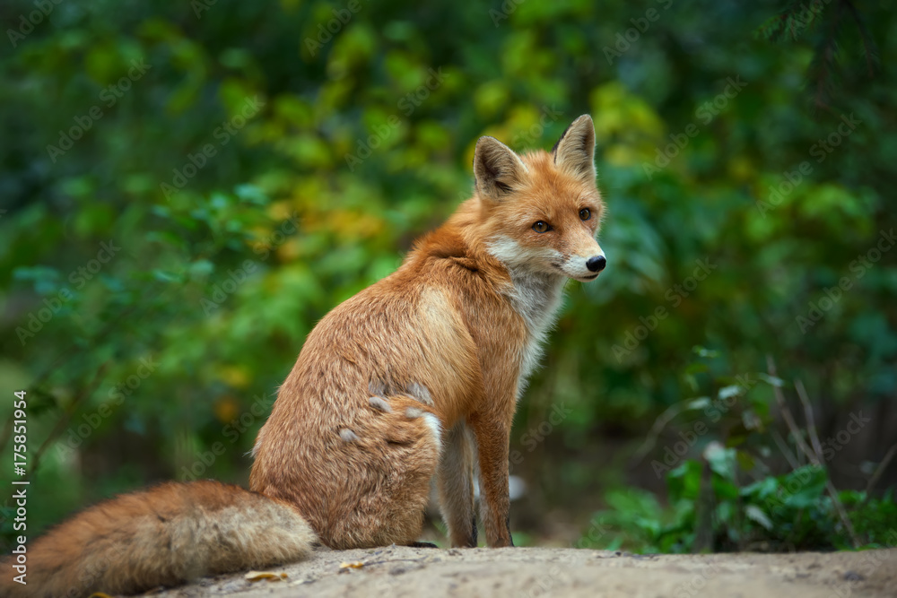 Portrait of a red fox (Vulpes vulpes)