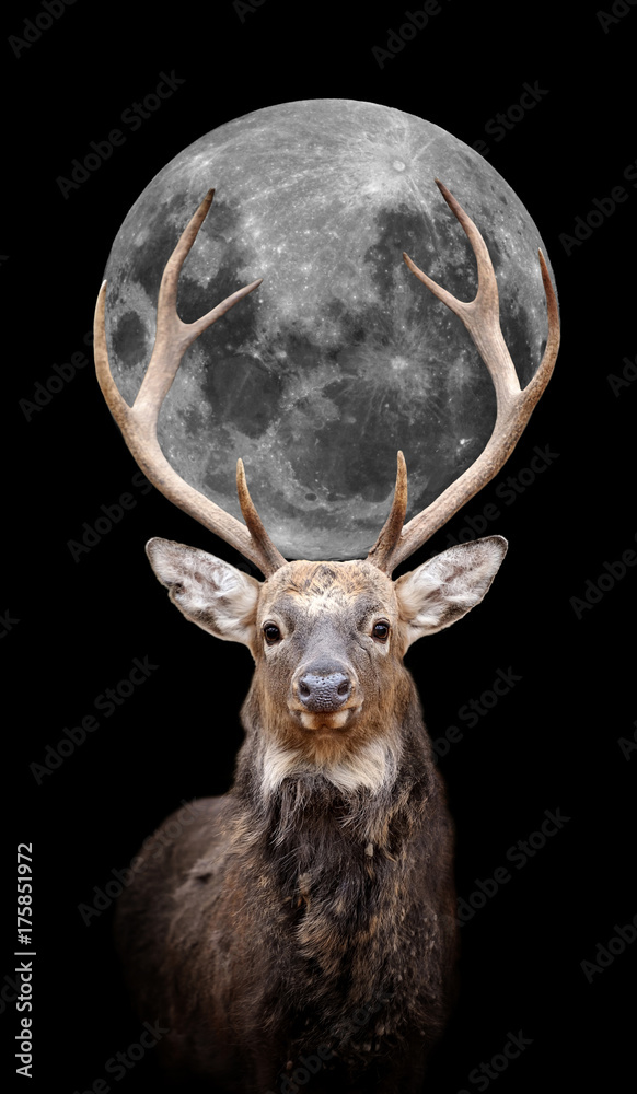 Fototapeta premium Deer with moon on dark background