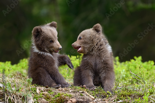 Murais de parede Brown bear cub