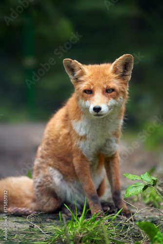Portrait of a red fox (Vulpes vulpes) © byrdyak