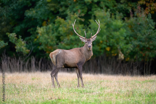 Red deer in mating season
