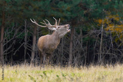 Red deer in mating season © byrdyak