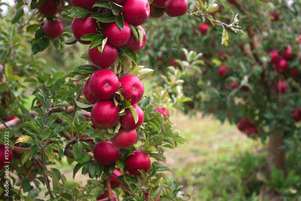 Ripe apples on the branches of a tree in the garden. Selective focus. Ripe apples on the branches of a tree in the garden. Selective focus.