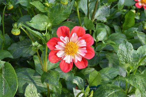 Fototapeta Naklejka Na Ścianę i Meble -  Dahlia rouge et blanc au jardin en été