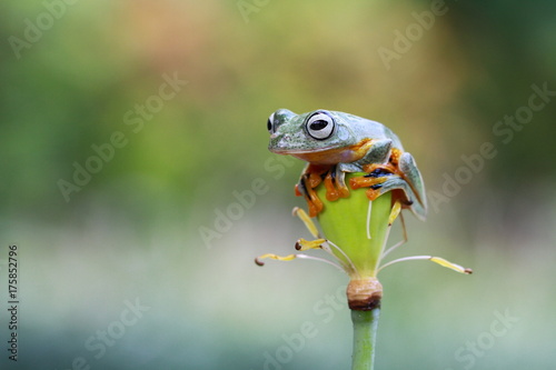 Tree frog, flying frog