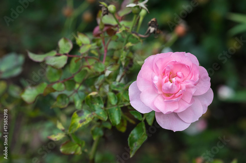 the Mayflower rose, Austilly, close up on a green park background in autumn