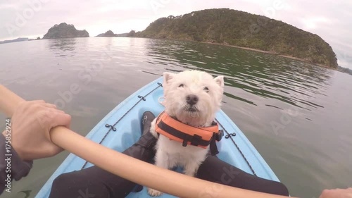Face of west highland white terrier westie dog wearing life jacket kayaking in Paihia, Bay of Islands, New Zealand, NZ