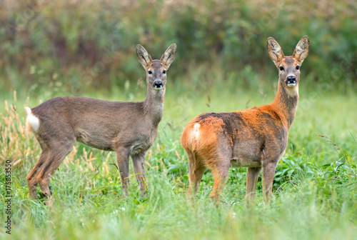 Fototapeta Naklejka Na Ścianę i Meble -  Two wild roe deers, first with winter fur and second still with partial summer fur