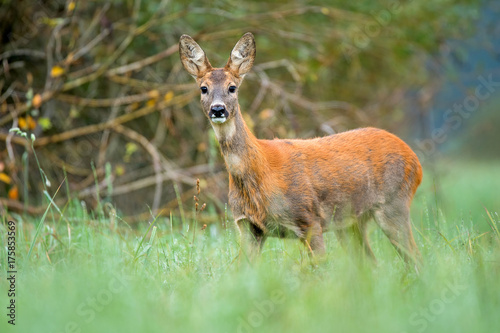 Fototapeta Naklejka Na Ścianę i Meble -  Wild roe deer in a field