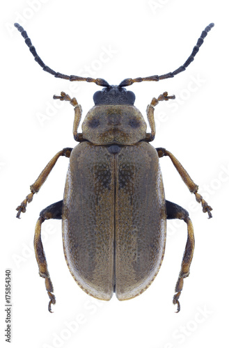 Beetle Lochmaea caprea on a white background