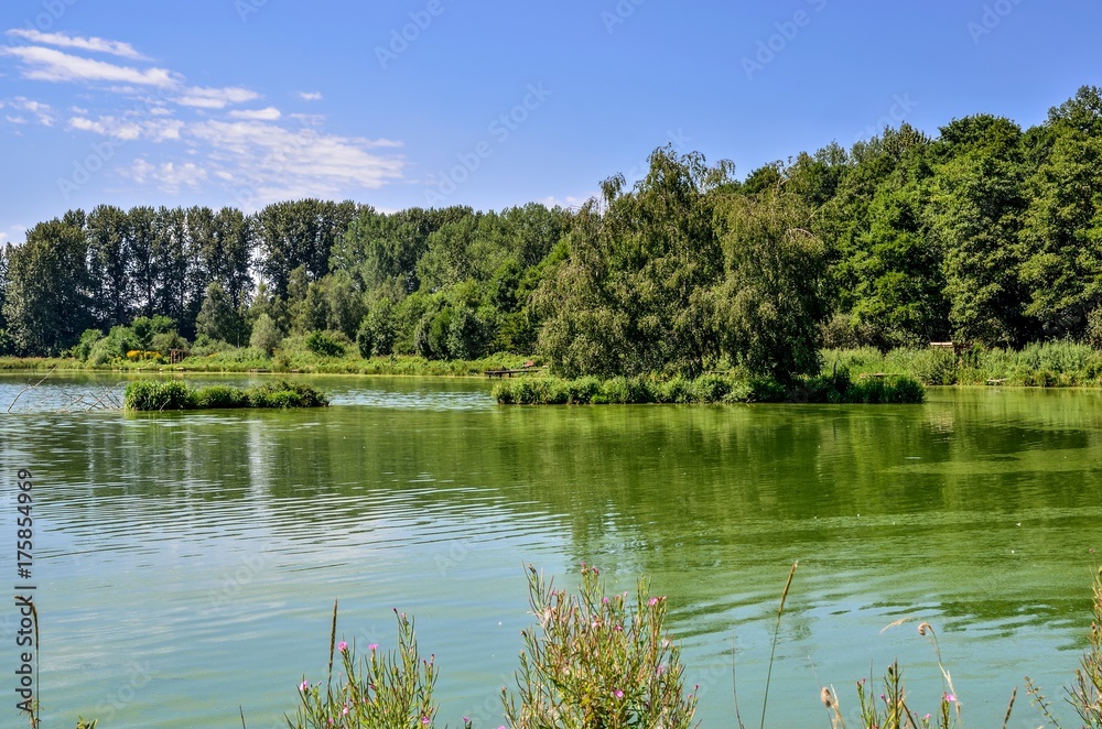 Sunny summer landscape. Beautiful pond and blue sky.