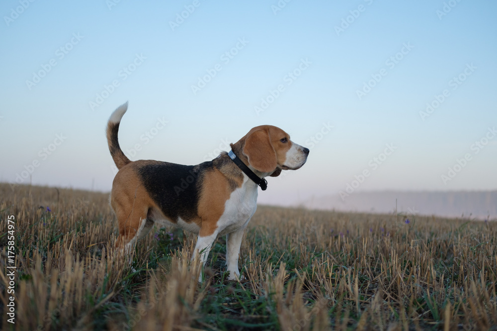 Beagle dog on a walk on an autumn morning in the fog