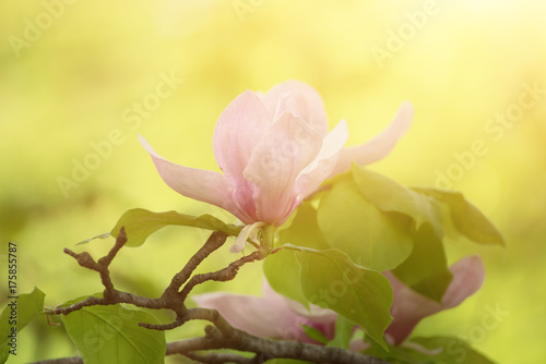 Blossoming of magnolia flowers in spring time  sunny floral background