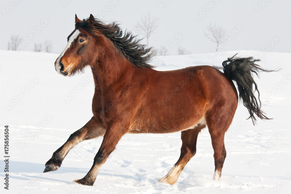 Nice welsh pony runing through snowy meadow Nice welsh pony runing through snowy meadow