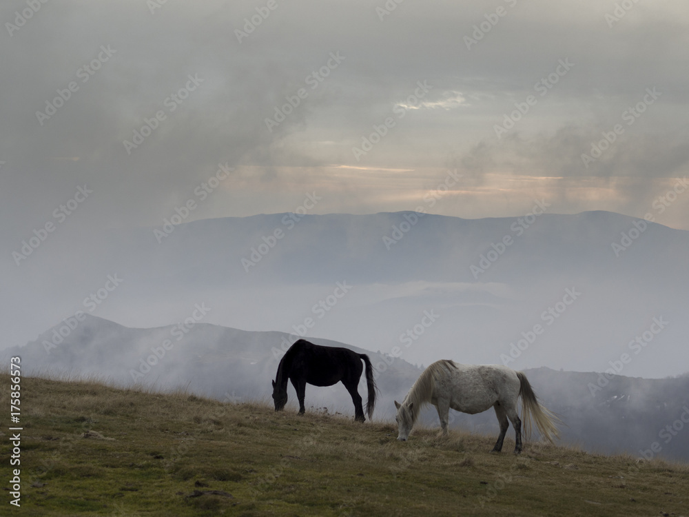 Obraz premium Two wild horses grazing grass on a mountain top