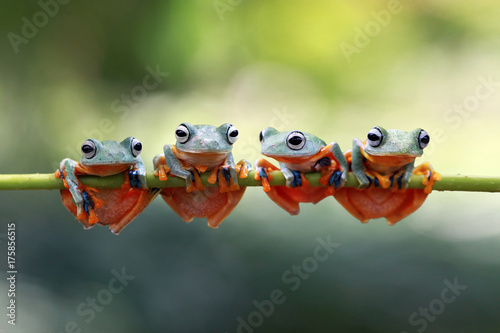 Tree frog, flying frog, rhacophorus reinwardtii, Indonesia