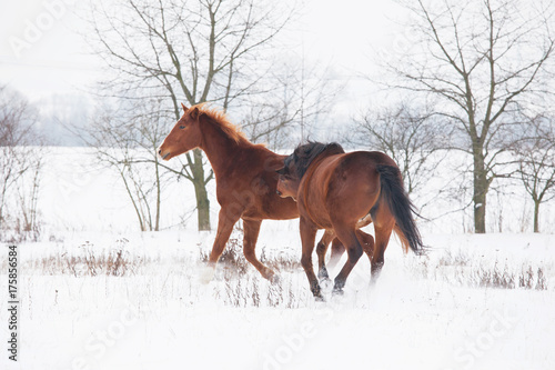 Two horses running in winter landscape © lenkadan