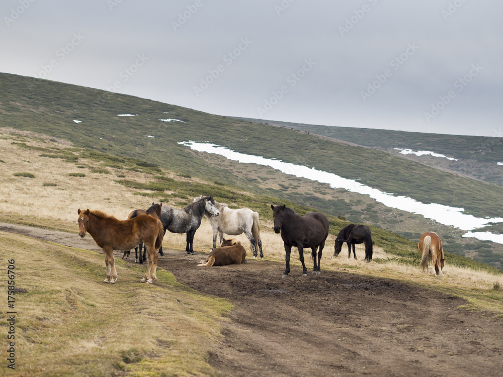 Obraz premium Wild horse herd in the mountain