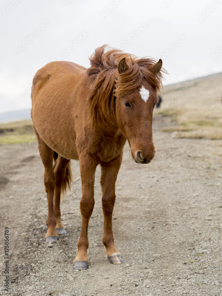 Fototapeta premium Portrait of a brown horse in the nature