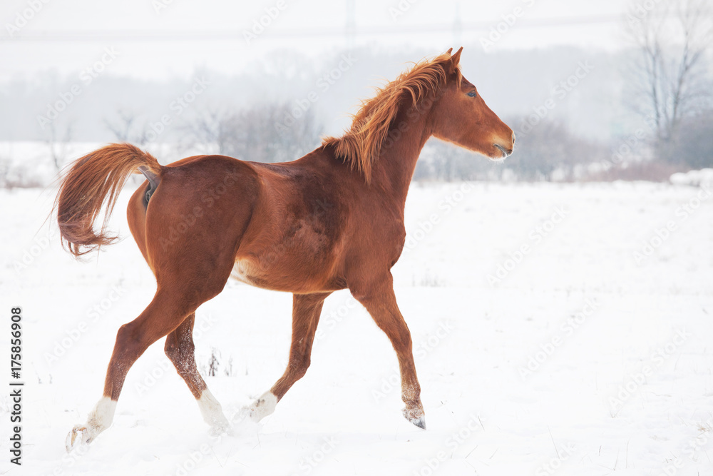 Horse running in winter landscape Horse running in winter landscape