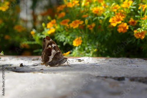 Коричневая бабочка сидит на земле, на фоне оранжевых бархатцев. © papava