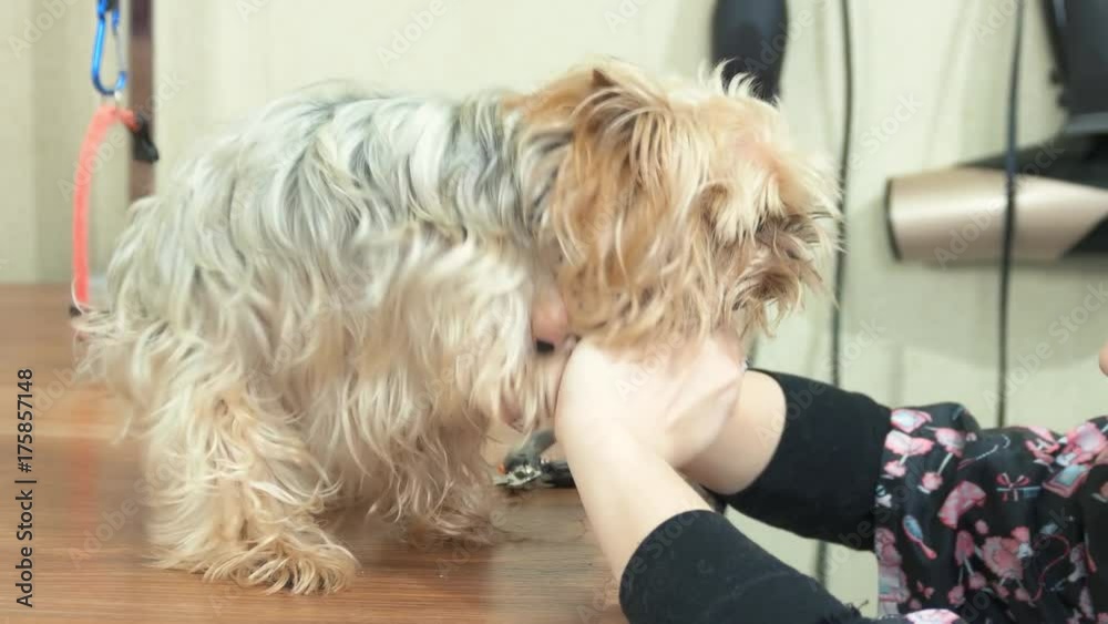 Dog groomer using nail clippers. Furry yorkshire terrier. Dog groomer using nail clippers. Furry yorkshire terrier.