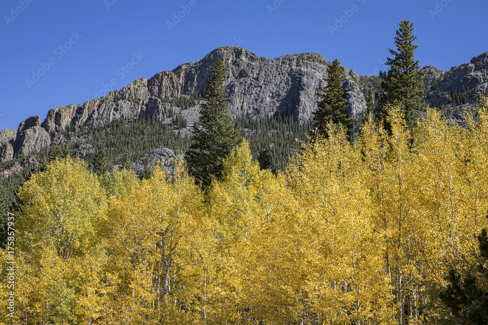 Aspen trees peaking with their yellow fall colors in Rocky Mountain National Park.