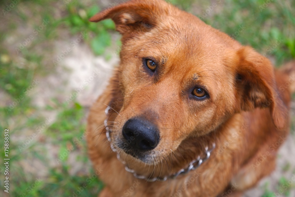 Cute dog portrait