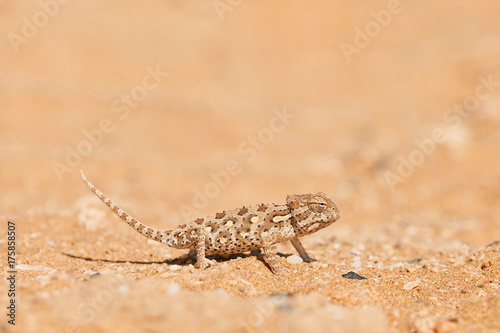 Baby Namaqua chameleon photo