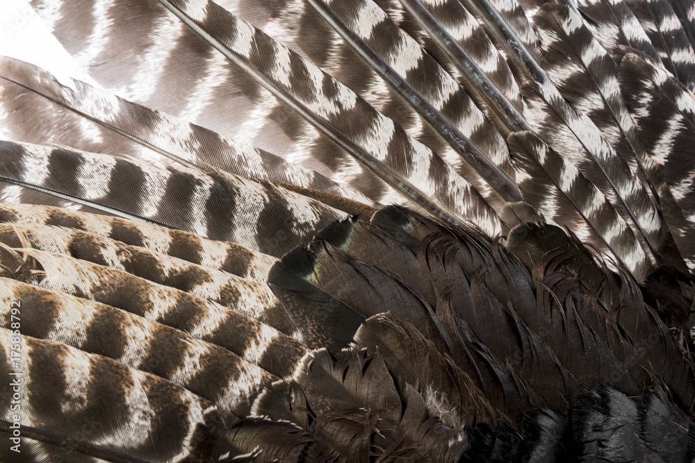 bird (turkey) wing with brown feathers closeup