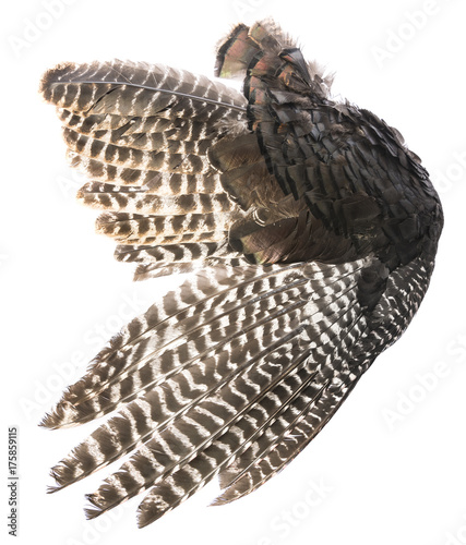 bird (turkey) wing with brown feathers closeup