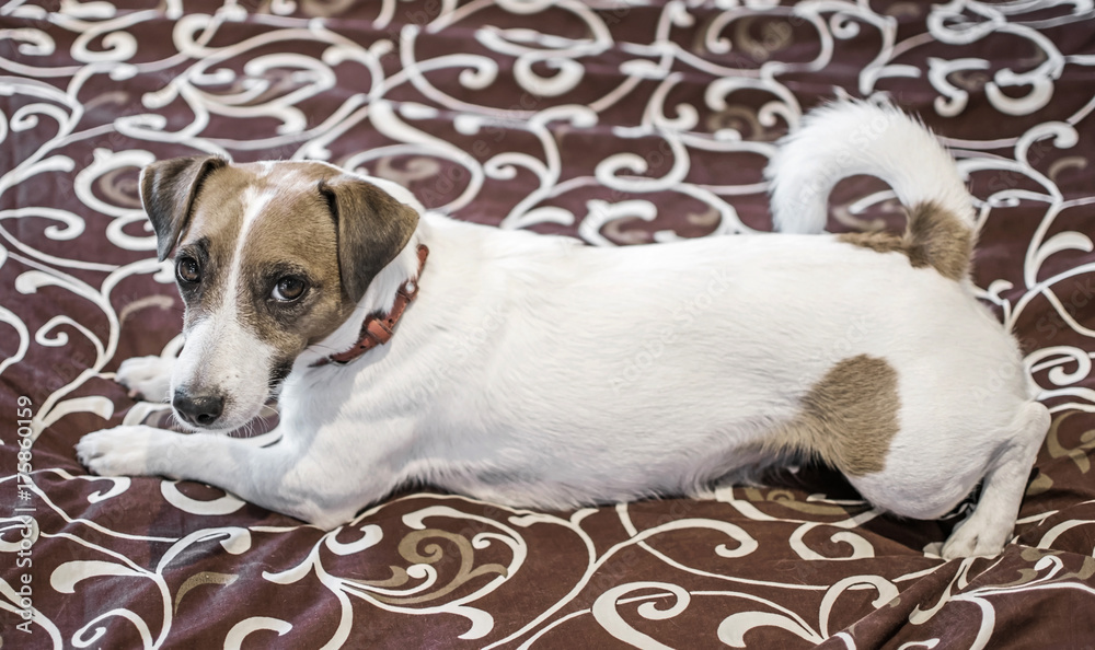 Cute small white dog Jack Russle Terrier playing on a Bed. Monochrome image