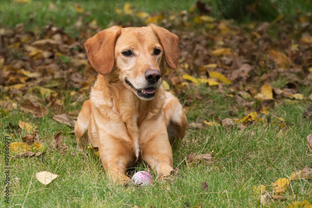Golden color dog lying with his ball on the grass with autumn leaves