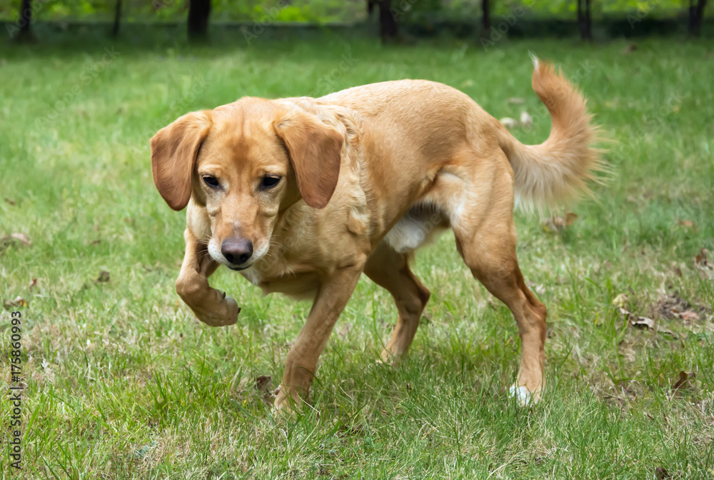 Beige dog staring at something, ready to jump and catch it Beige dog staring at something, ready to jump and catch it