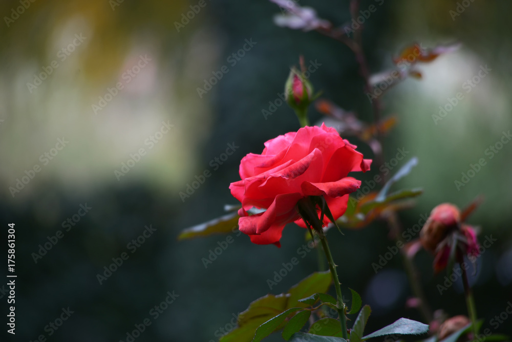 Obraz premium Red rose in blossom in a garden