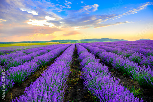 lavender field stretching to the horizon at sunset