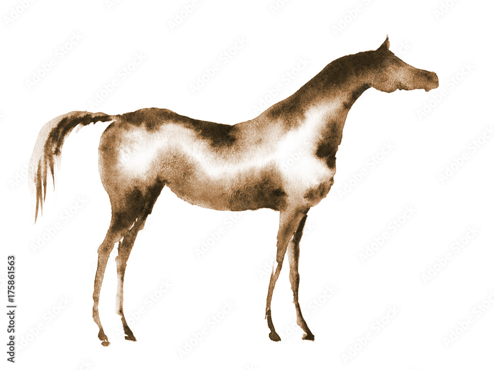 Fototapeta premium Sepia watercolor hand drawing arabian horse on white. Hand panting horse silhouette.