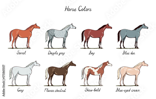 Fotografie Set of horse color chart