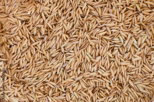 closeup paddy rice seed background
