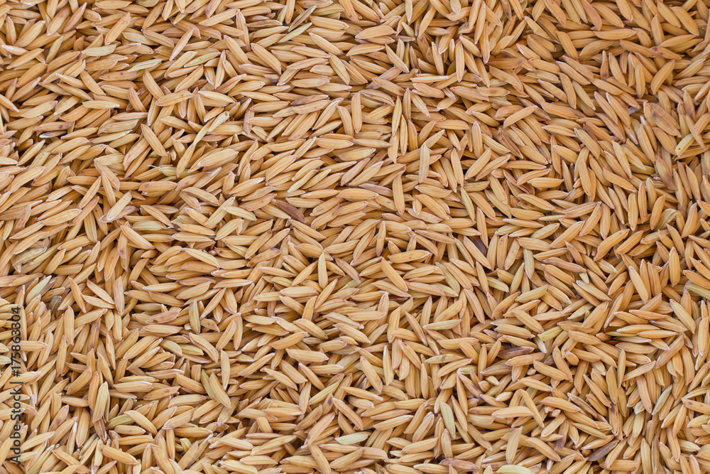 closeup paddy rice seed background