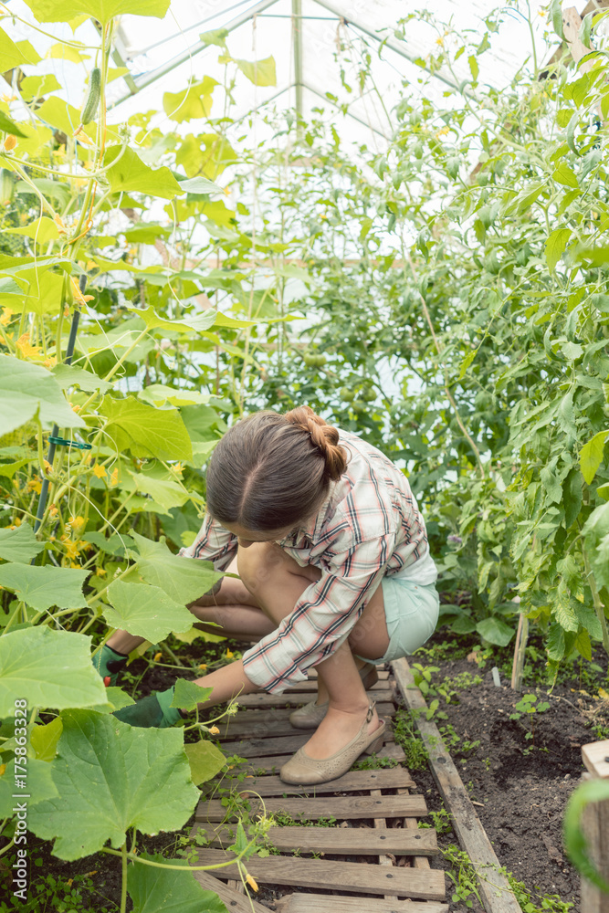 Fototapeta premium Beautiful woman working in green house on tomatoes