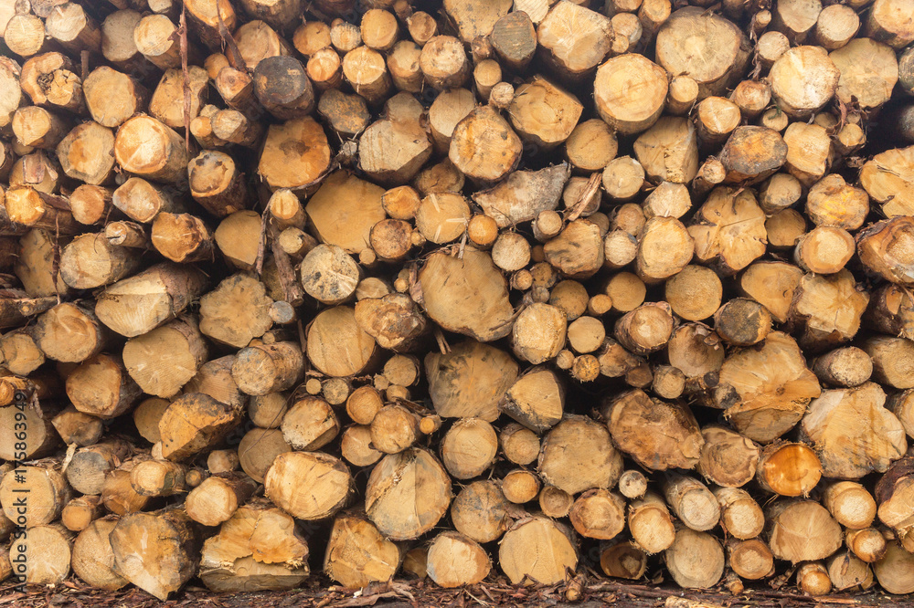 Sawn logs stacked in a pile at the sawmill. Close-up. Background