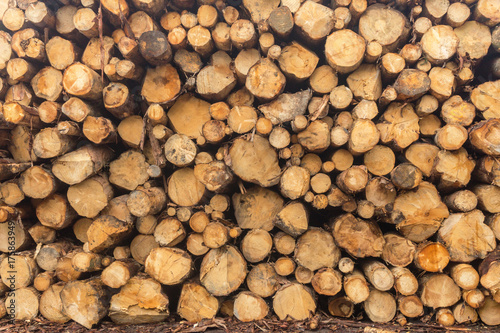 Sawn logs stacked in a pile at the sawmill. Close-up. Background