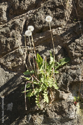 Fototapeta Naklejka Na Ścianę i Meble -  Löwenzahn, Pusteblume wächst aus einer Mauer heraus