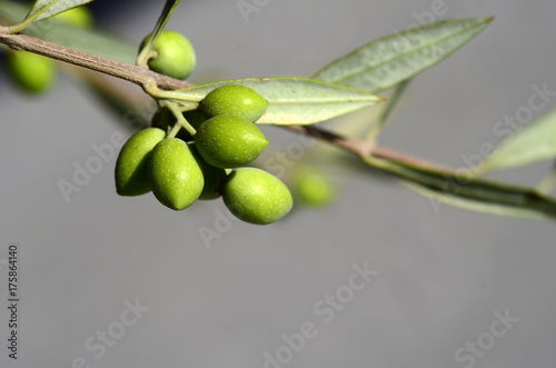Wallpaper Mural Oliven Torontodigital.ca