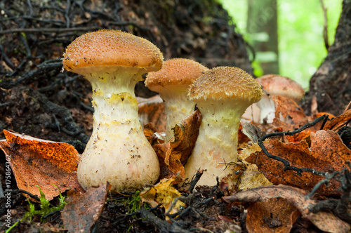 Autumn edible mushrooms Honey fungus (Armillaria mellea) growing in a forest of fallen autumn leaves © physyk