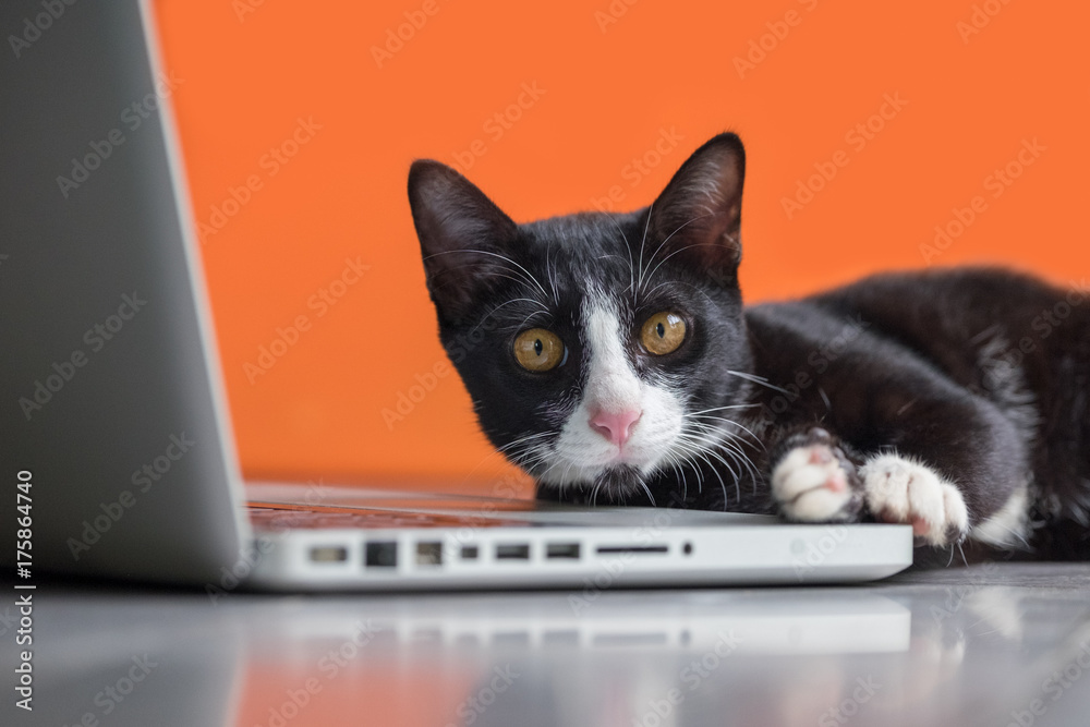 Black cat working at the computer as a developer online Black cat working at the computer as a developer online